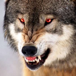 Lone Wolf83 