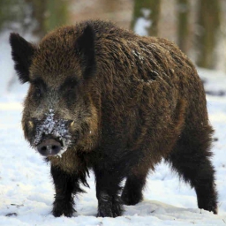 Boar 