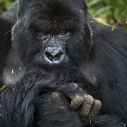 RedpillPrimate 