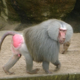 Irbaboon 