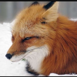 Silver Fox 