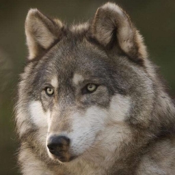 Canis lupus 