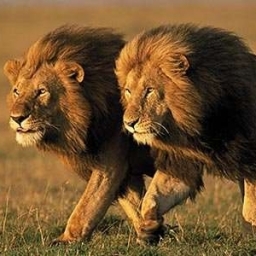 Feral 