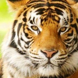 Western Tiger 