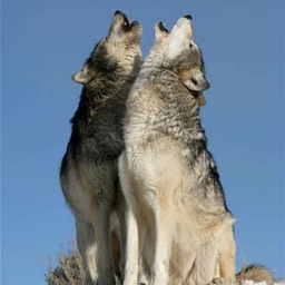 RaisedByWolves 