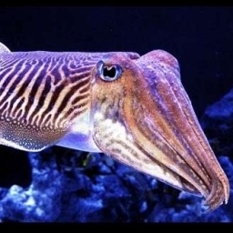 AwakenedCuttleFish 