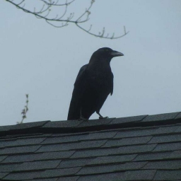 Merlin 