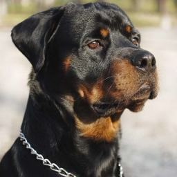 Rottweiler 