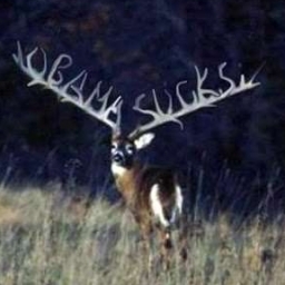 Old Buck 