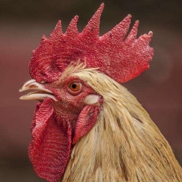 Rooster Booster 