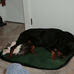 Old Rottweiler 