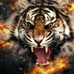 Untamed 